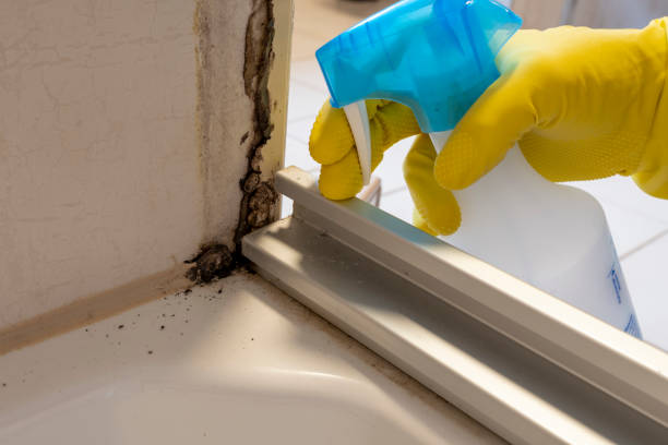 Best Insurance-Related Mold Remediation in Kent, WA