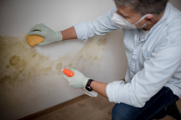 Best Post-Flood Mold Remediation in Kent, WA