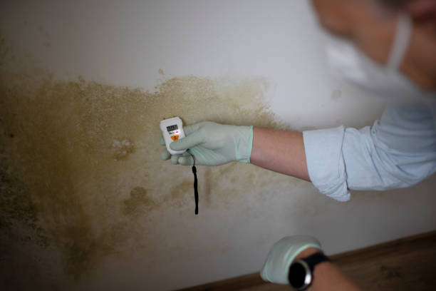 Best White Mold Remediation in Kent, WA