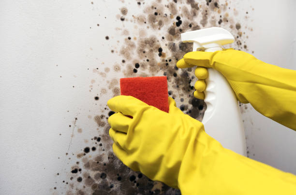 Best Attic Mold Remediation in Kent, WA