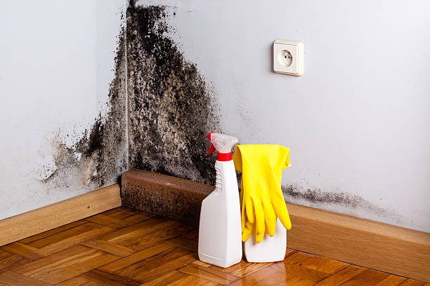 Kent, WA Mold Remediation Company