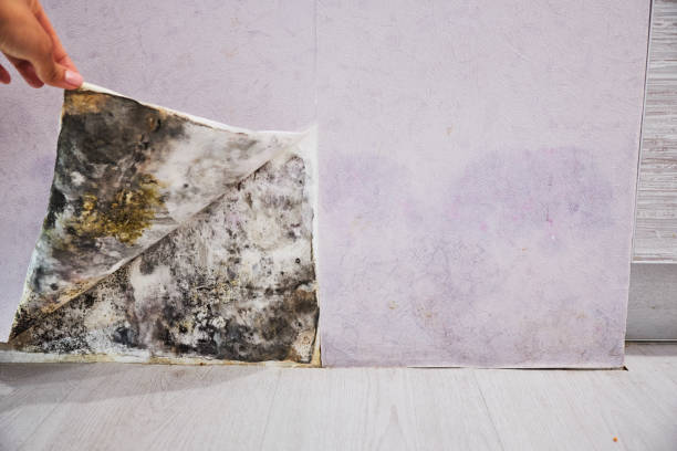 Best Localized Mold Remediation (e.g., coastal areas, humid climates) in Kent, WA